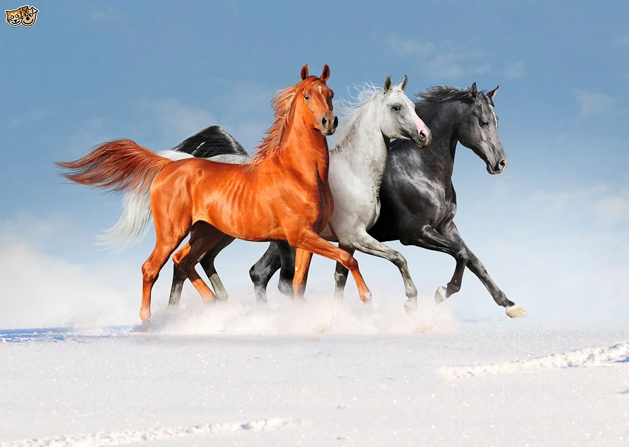 Общая картинка лошадей