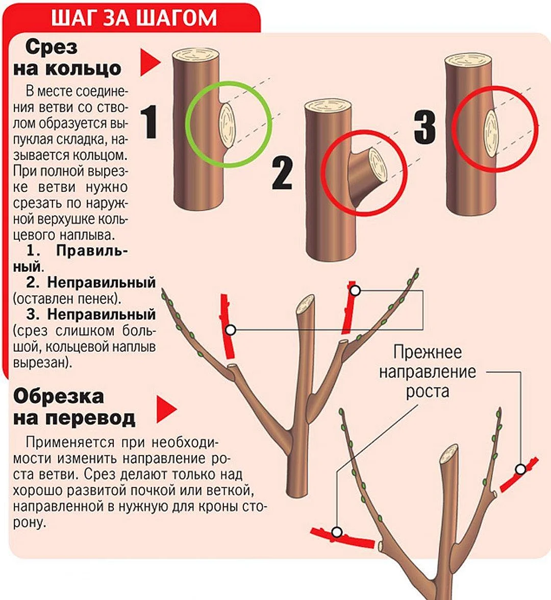 Общая схема обрезки плодовых деревьев