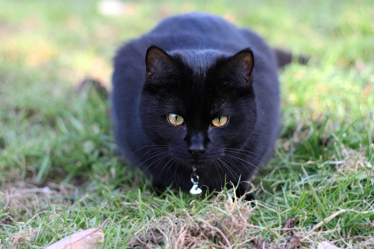 Обычная черная кошка
