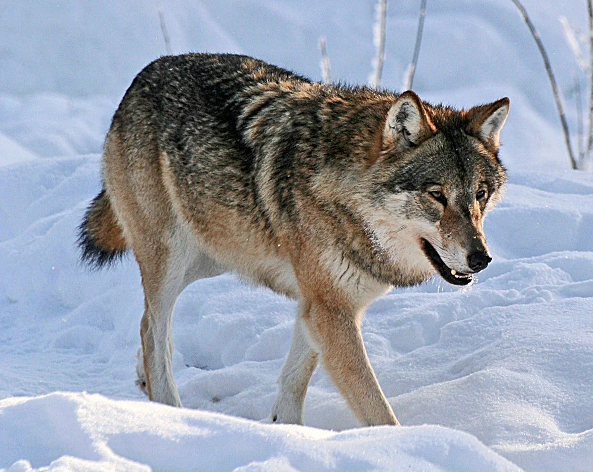 Обычный русский волк