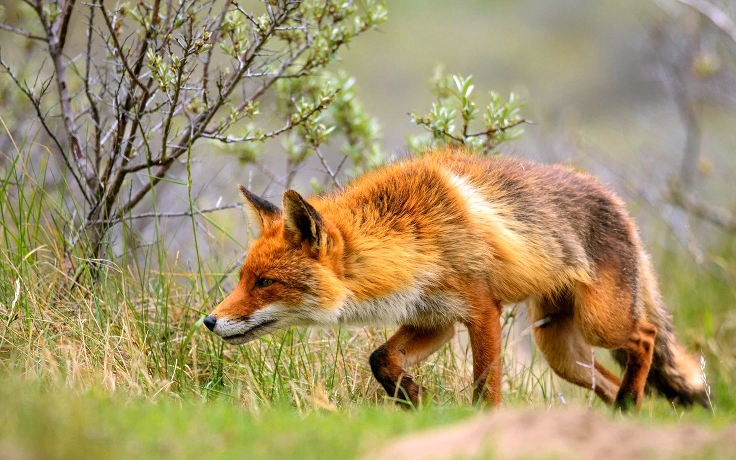 Обыкновенная лисица охота
