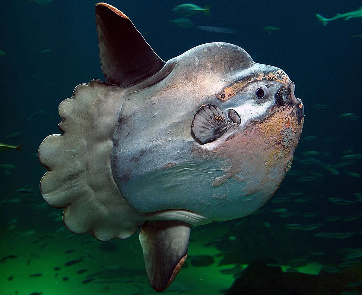 Обыкновенная Луна-рыба Mola Mola