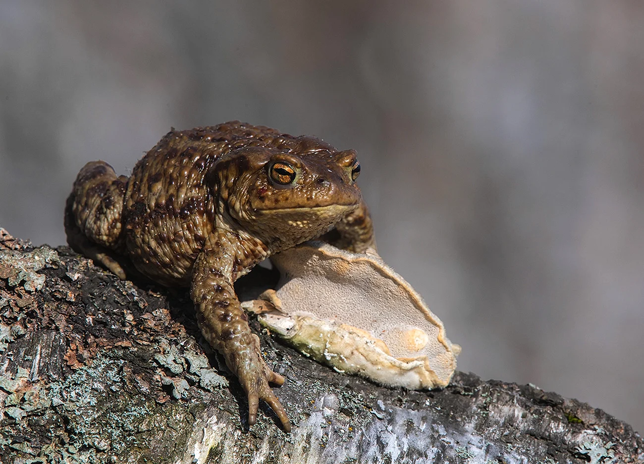 Обыкновенная серая жаба