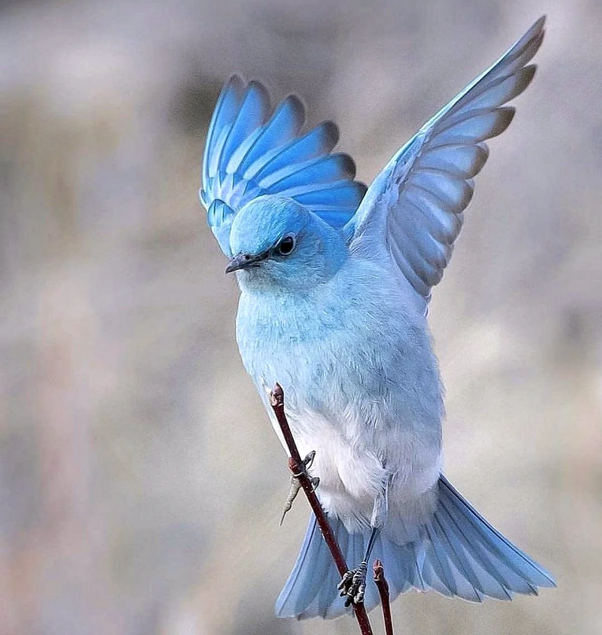 Обыкновенная синяя птица