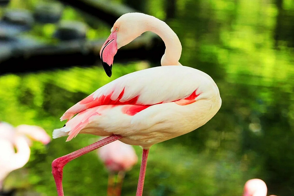 Обыкновенный Фламинго