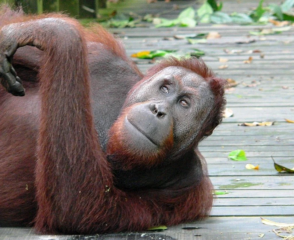 Обыкновенный орангутан