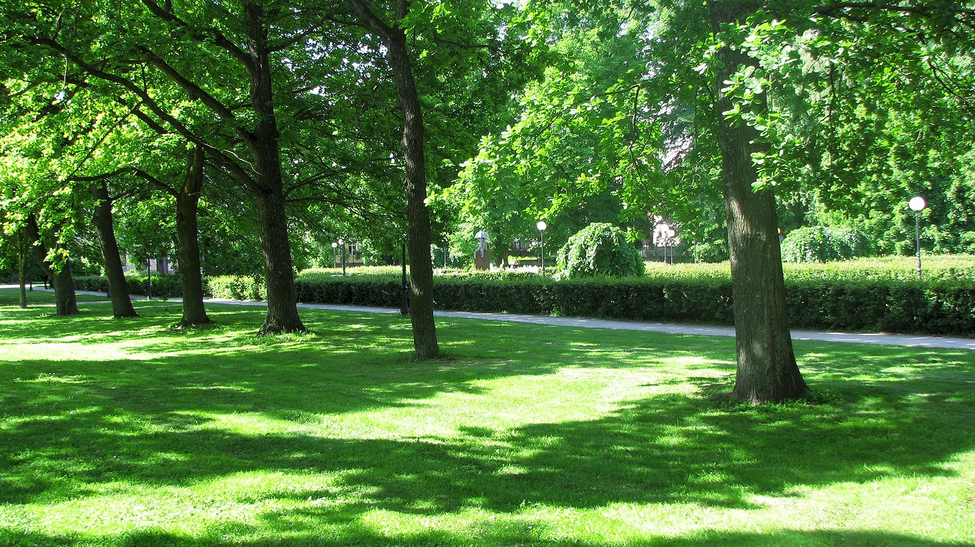 Обыкновенный садово парковый газон