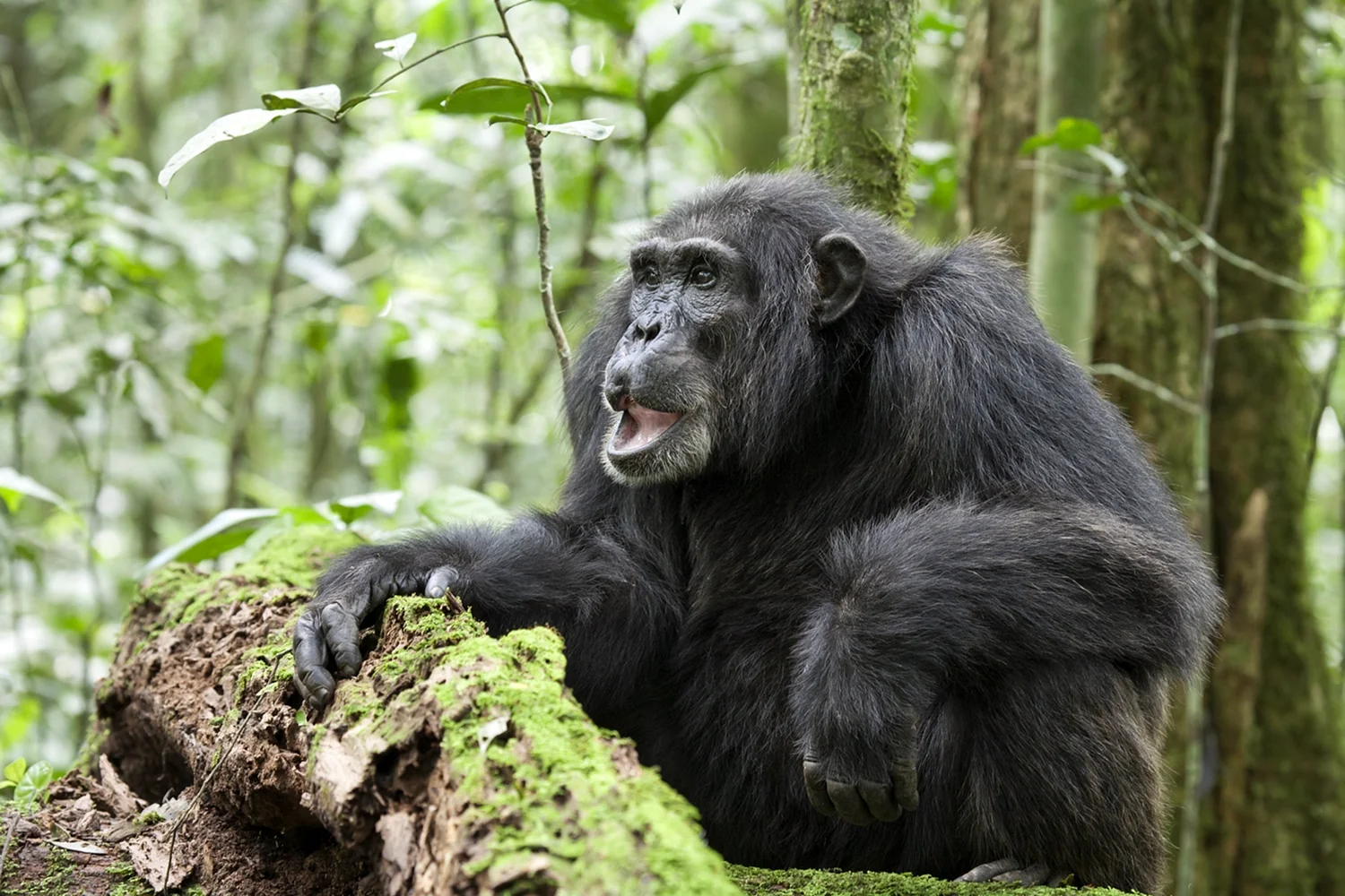 Обыкновенный шимпанзе (Pan Troglodytes)