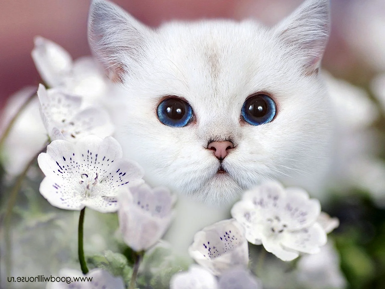 Очень красивый котик белый голубыми глазами маленький