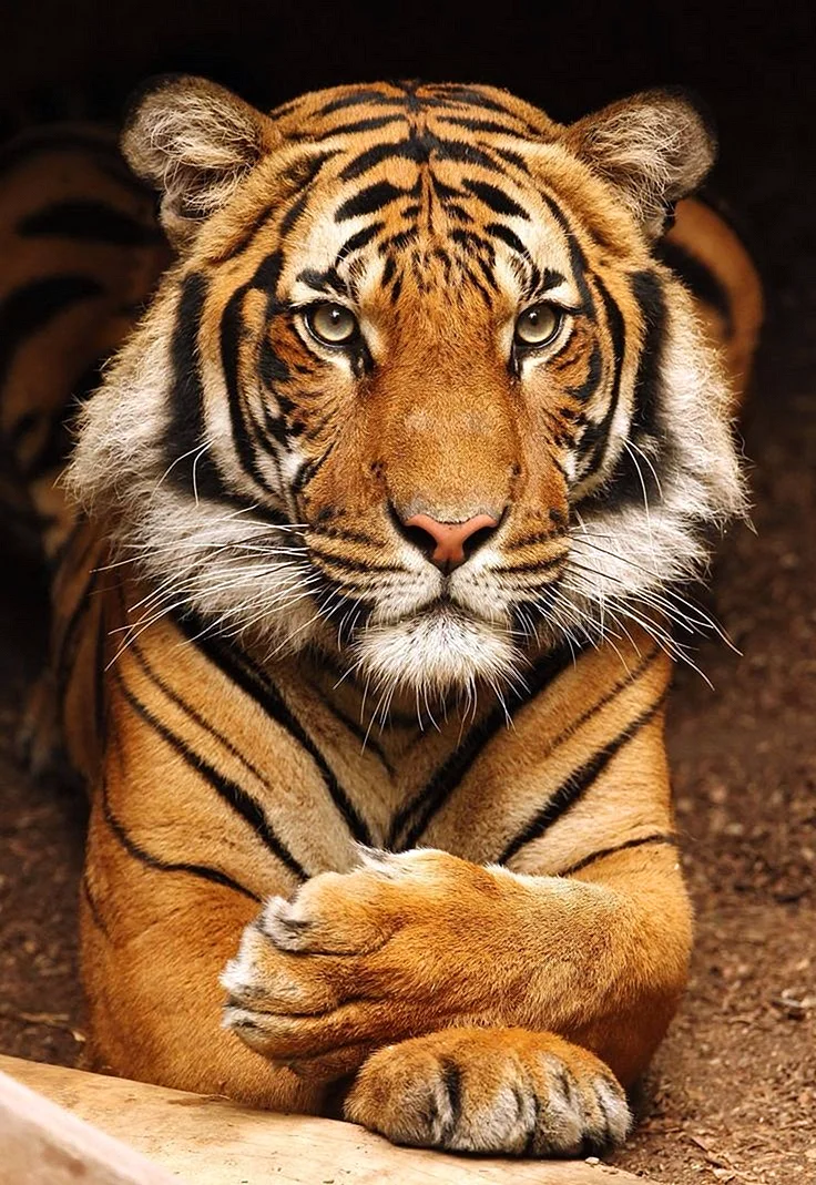 Очень красивый тигр