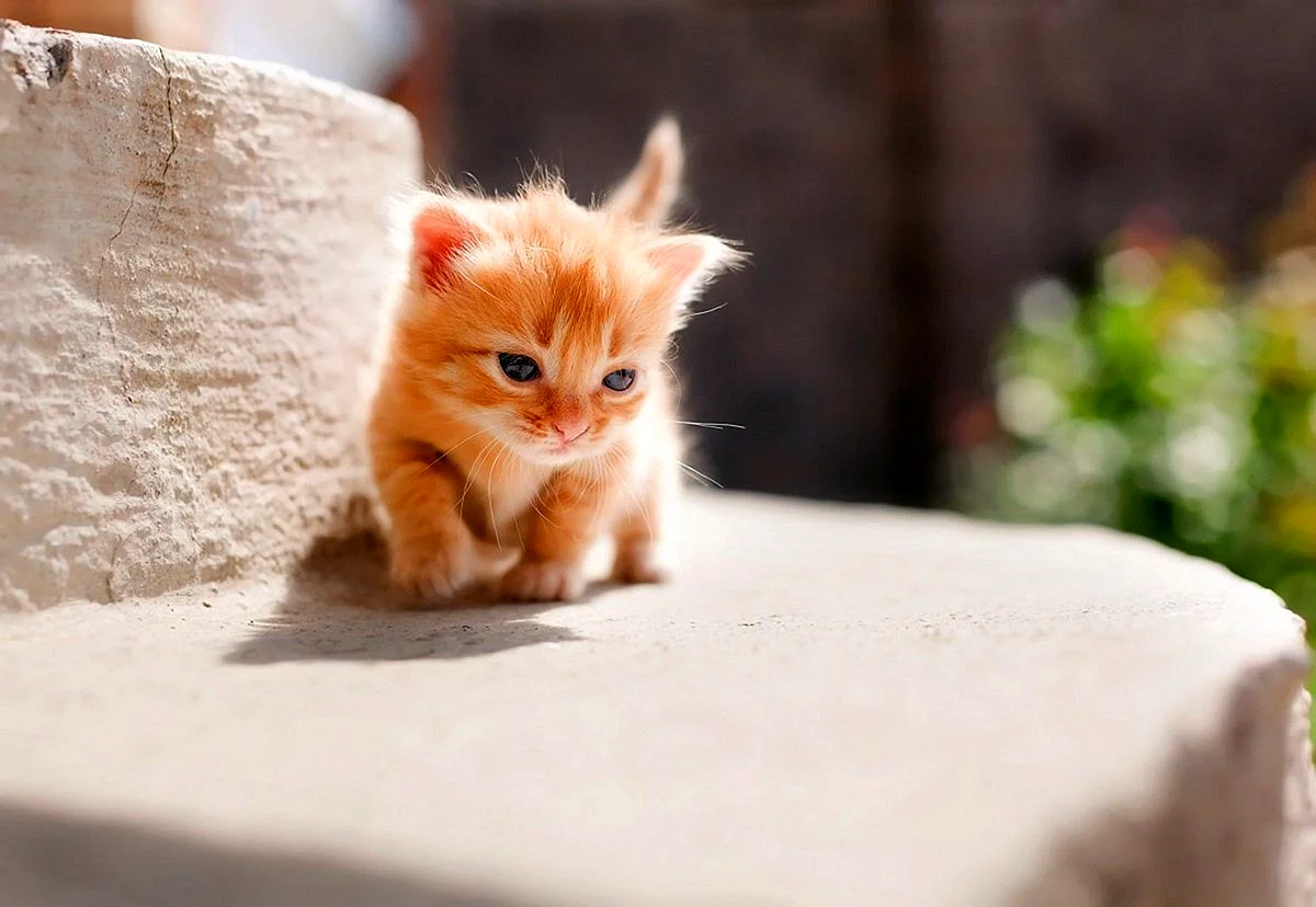 Очень милые котята рыжие