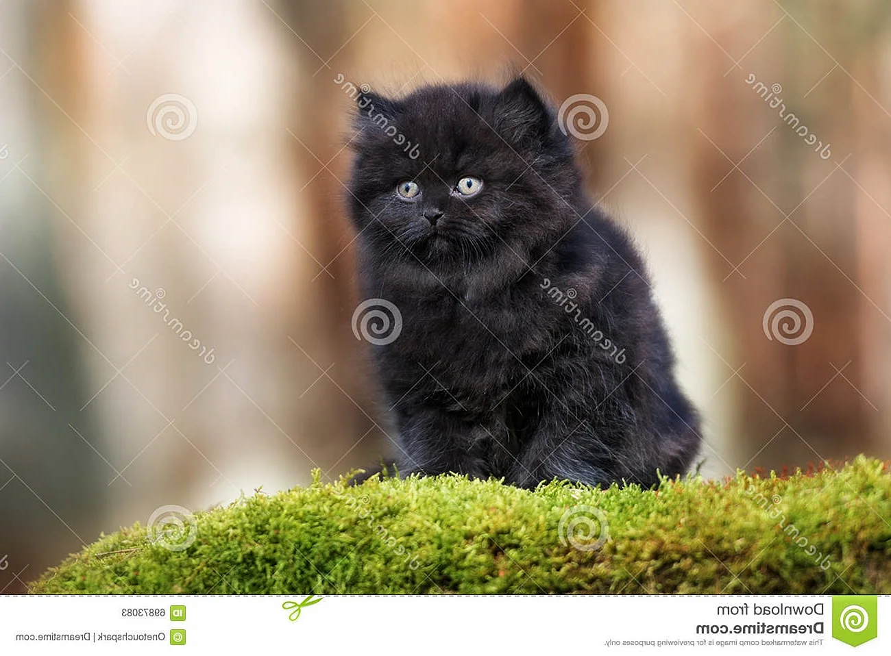 Очень пушистный котёнок чёрный