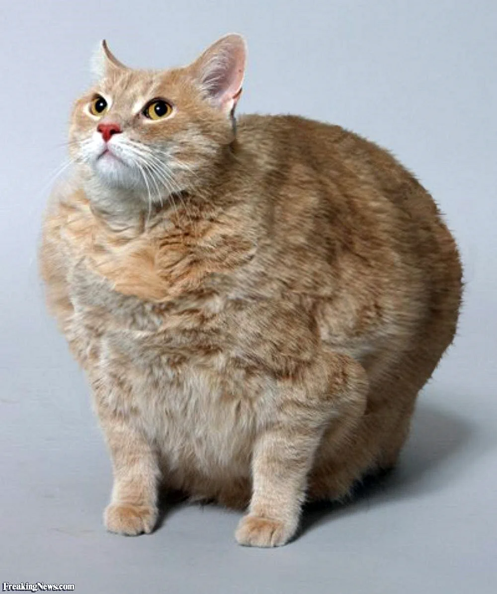 Очень жирный кот