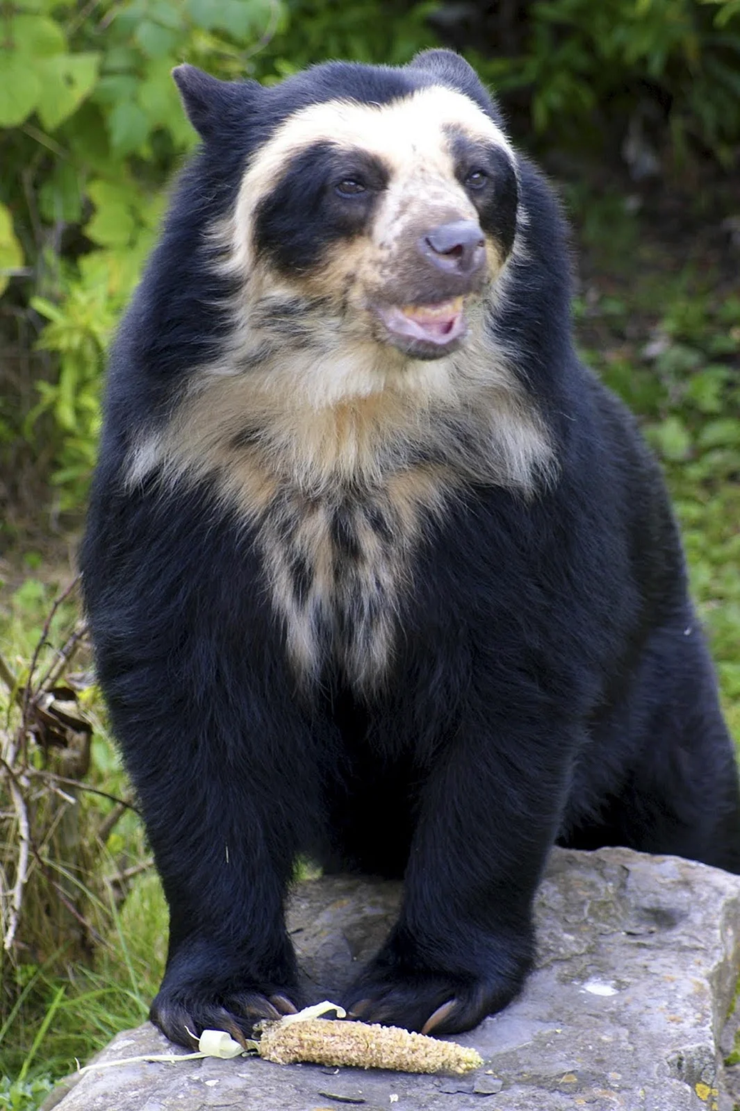 Очковый медведь Южной Америки