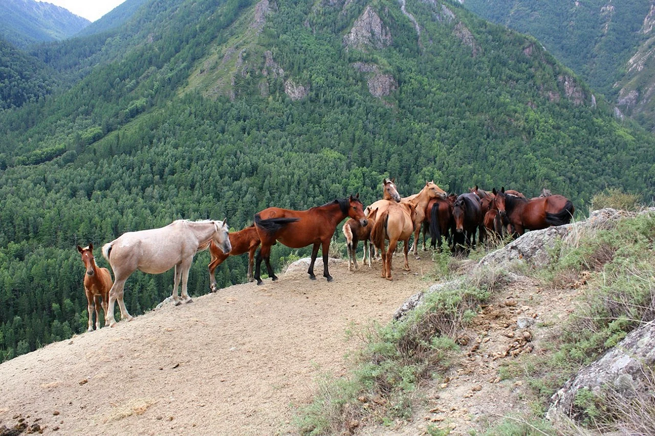 Одичавшие лошади в Республике Алтай