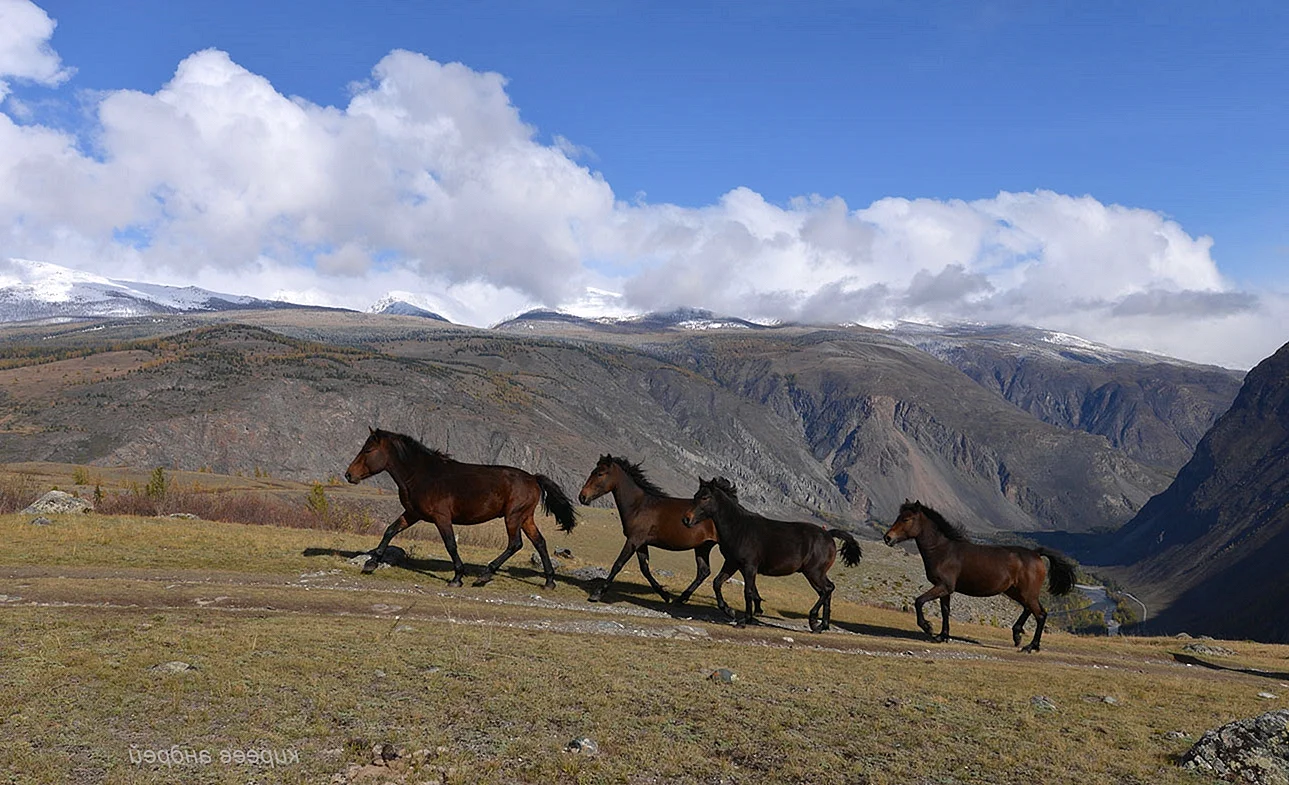 Одичавшие лошади в Республике Алтай