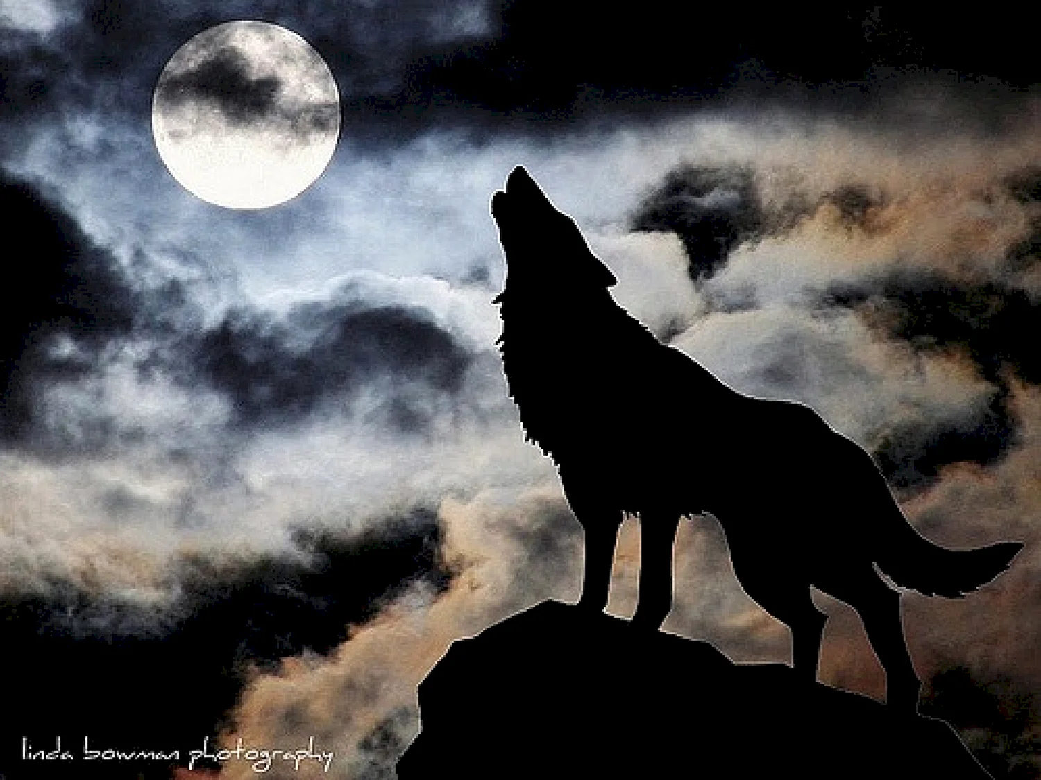 Вою под луной песня. Одинокий волк воет на луну. Одинокий волк. Воющий волк. Волк воет на луну.