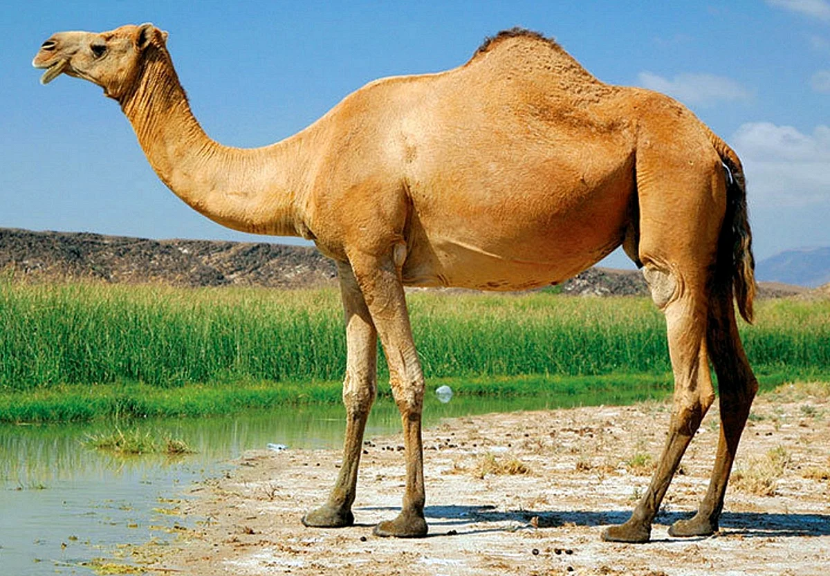 Одногорбый верблюд дромедар