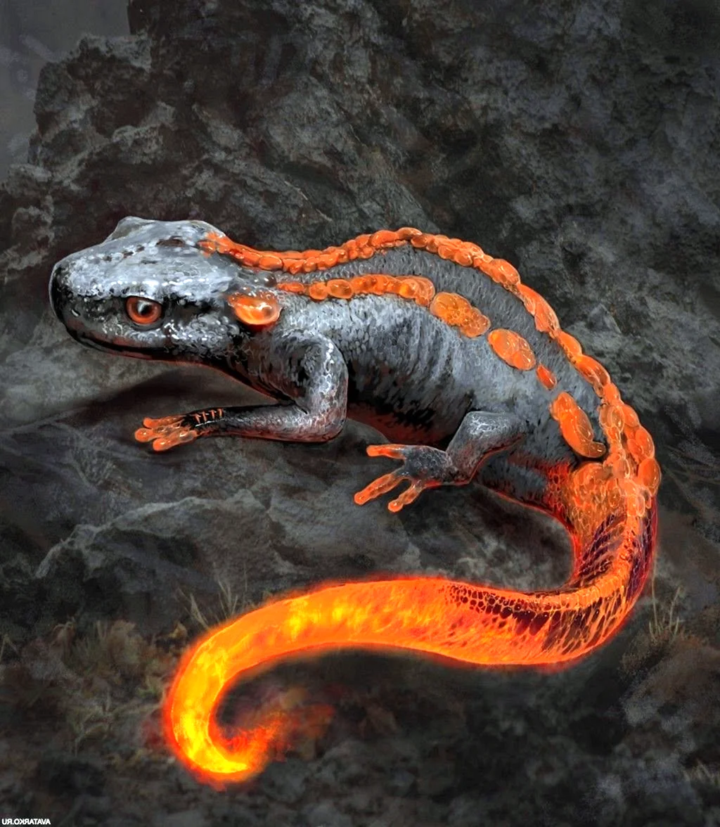 Огненная саламандра