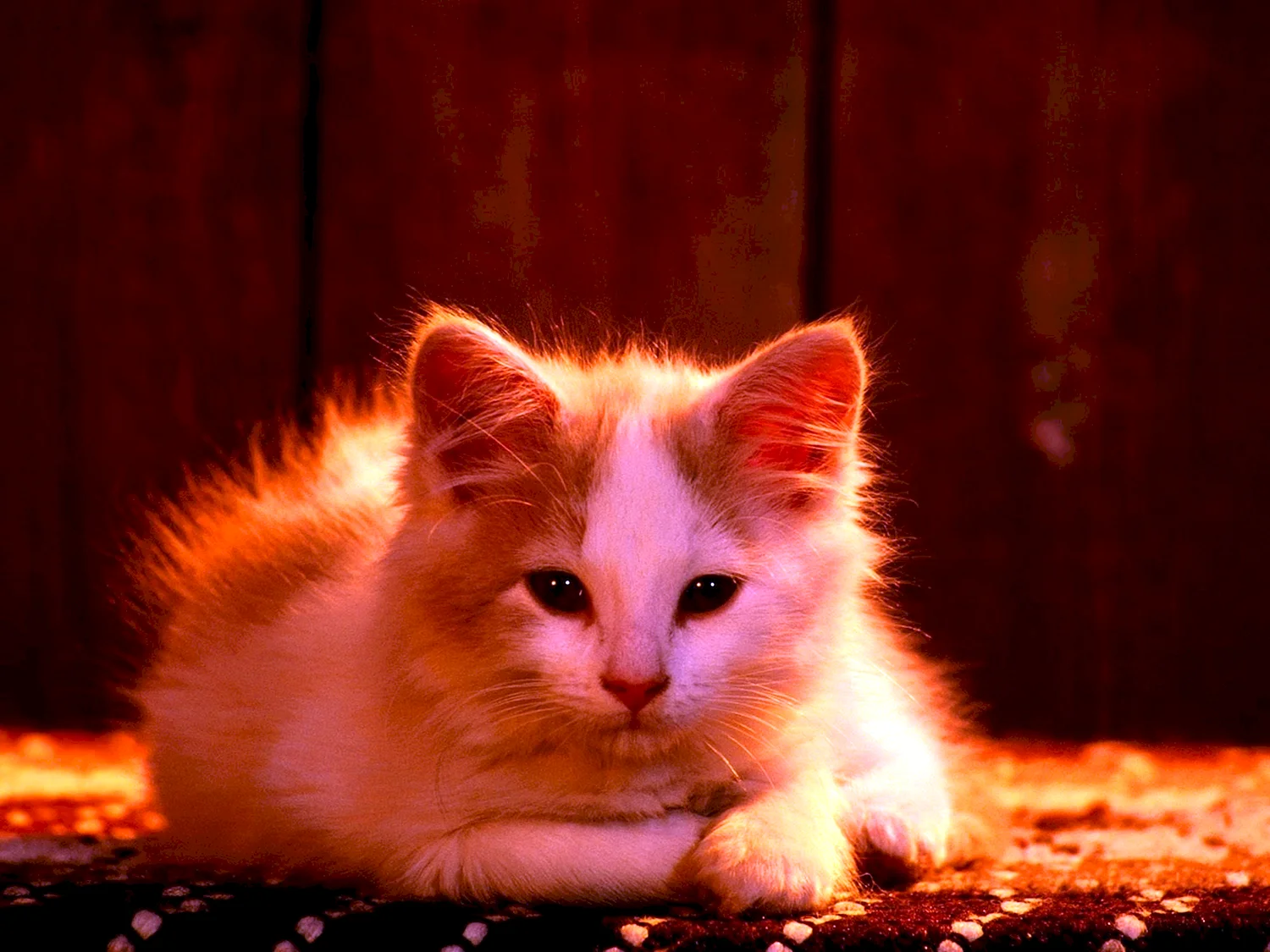 Огненно рыжие котята