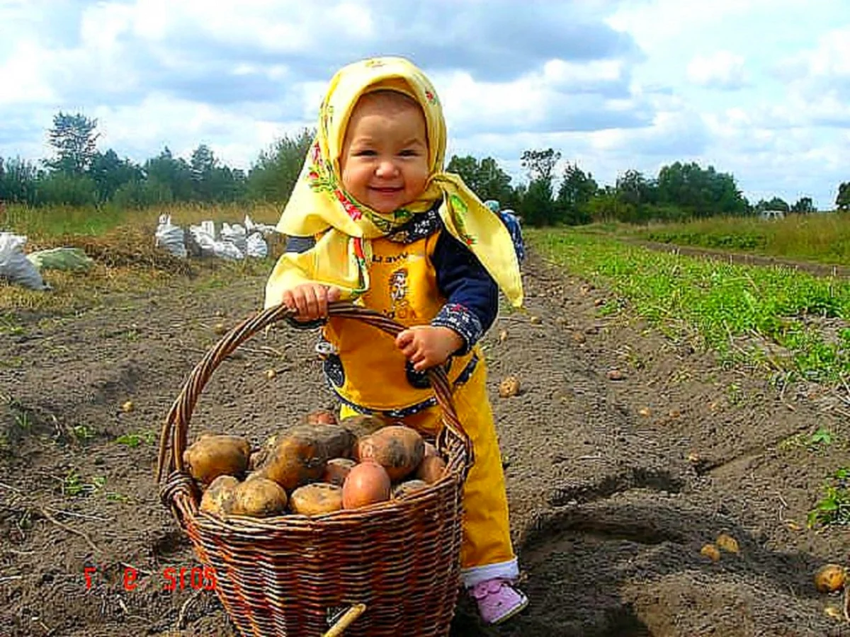 Огород с картошкой в деревне