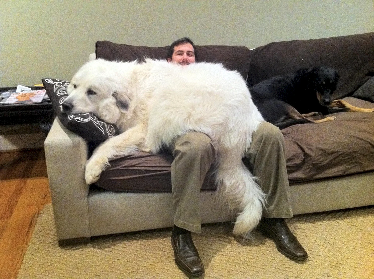 Огромная собака с хозяином
