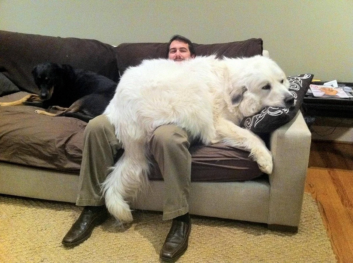 Огромная собака с хозяином