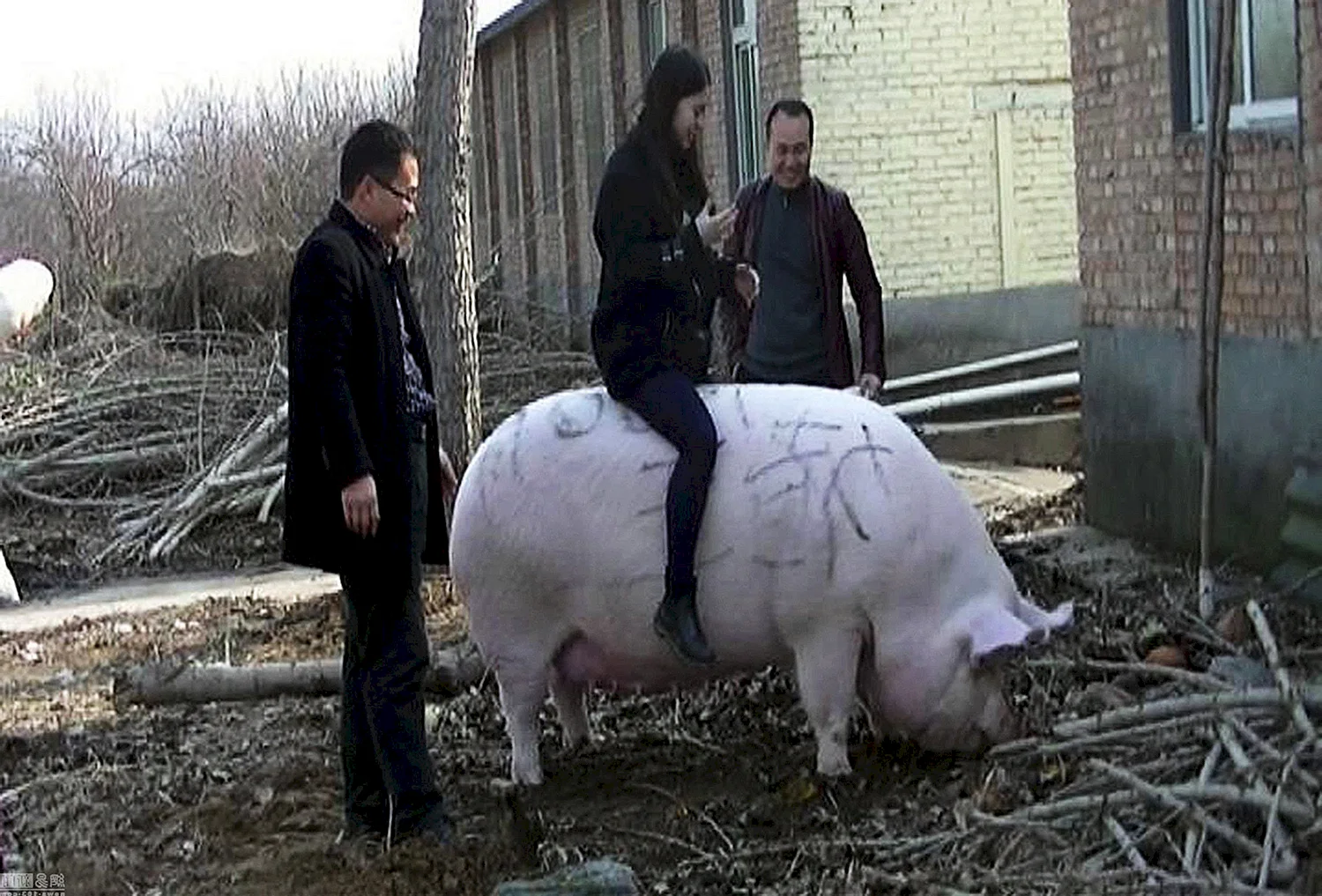 Огромная свинья