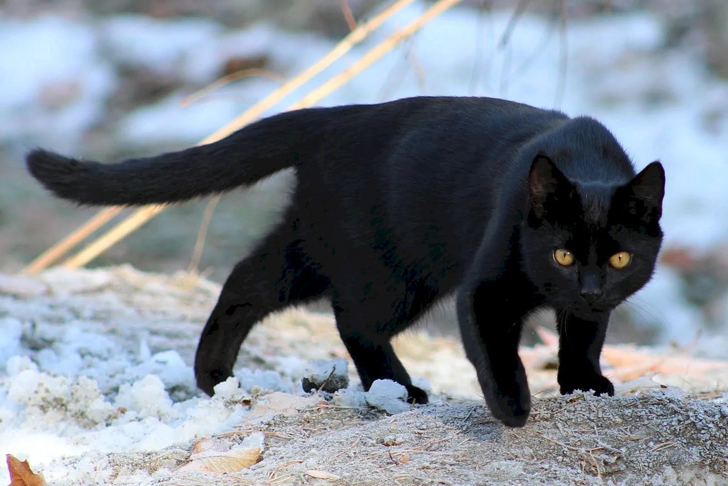 Огромный черный кот