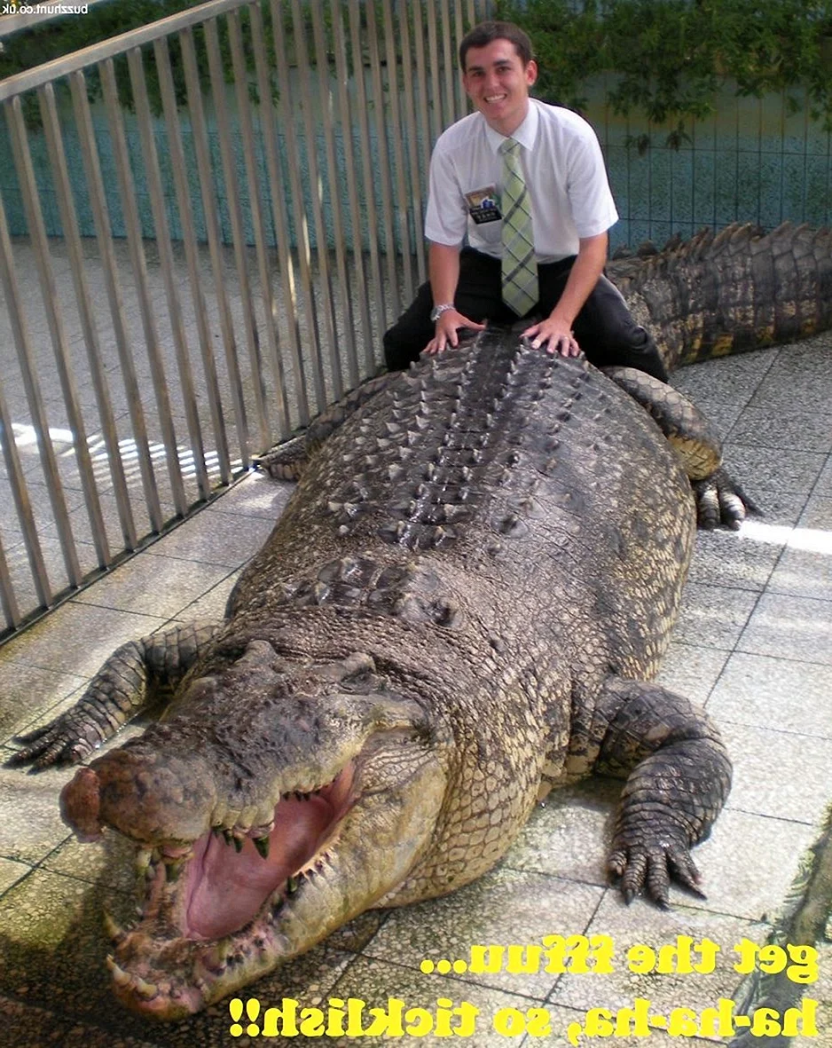 Огромный гребнистый крокодил
