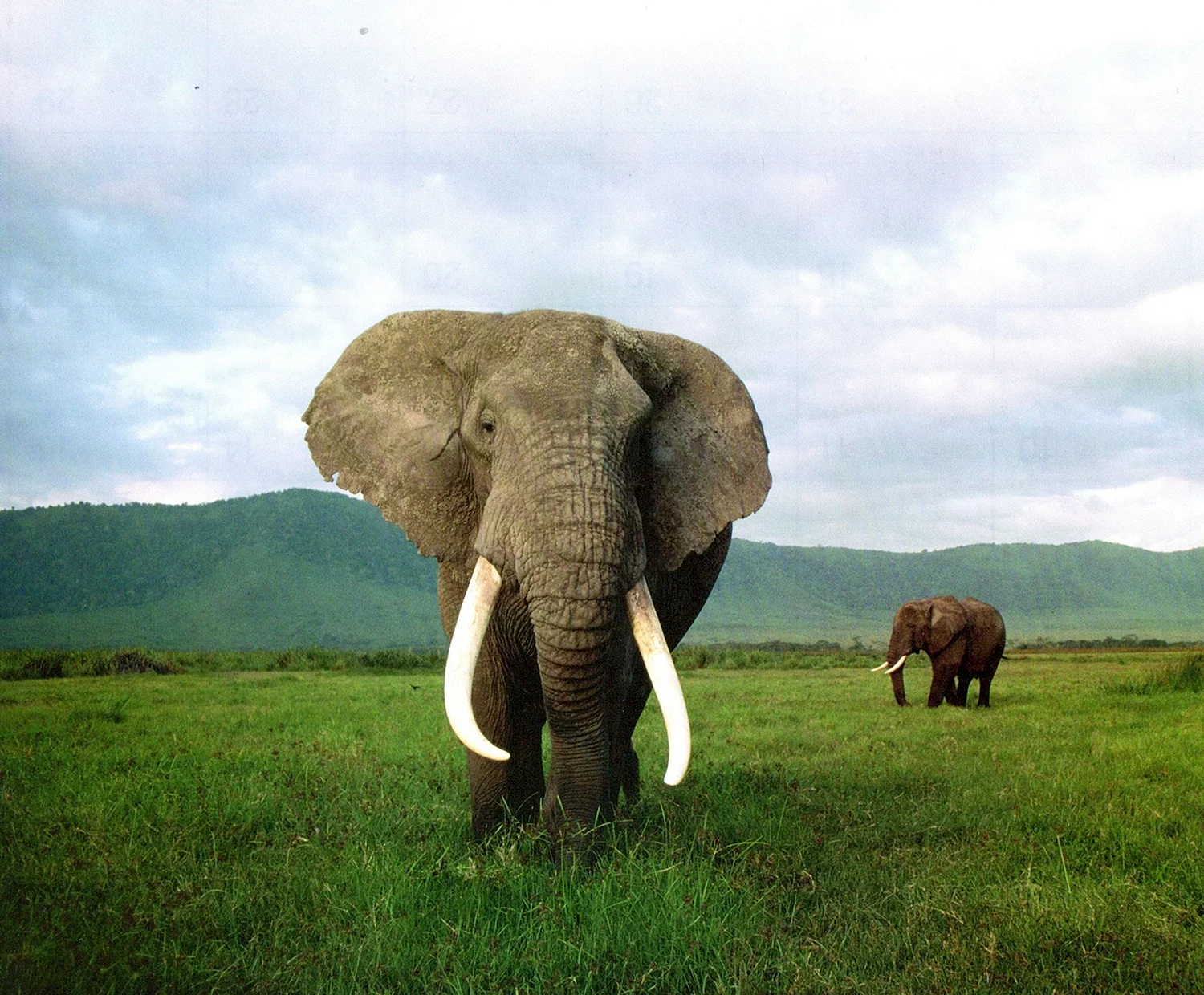 Огромный слон