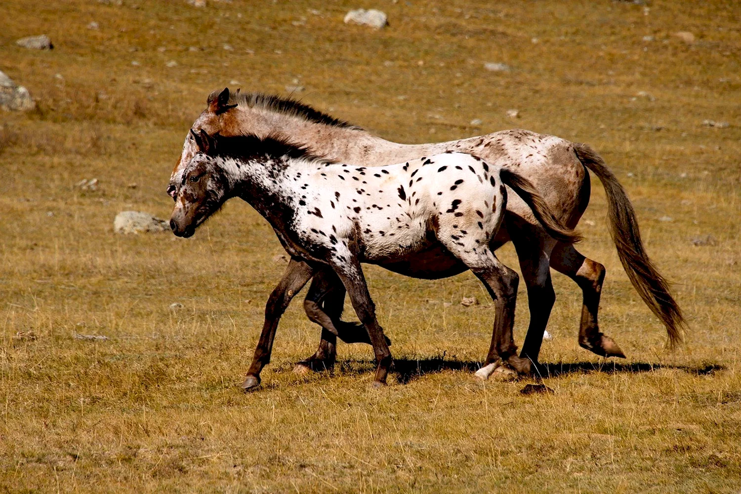 Ойротская порода лошадей