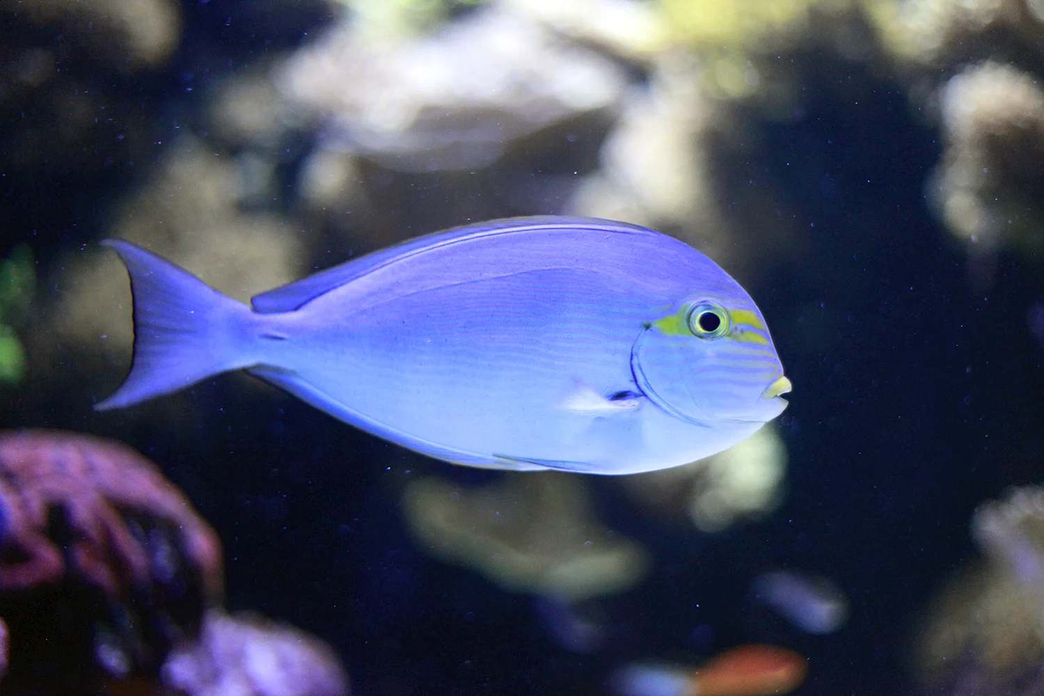 Охара голубые рыбка