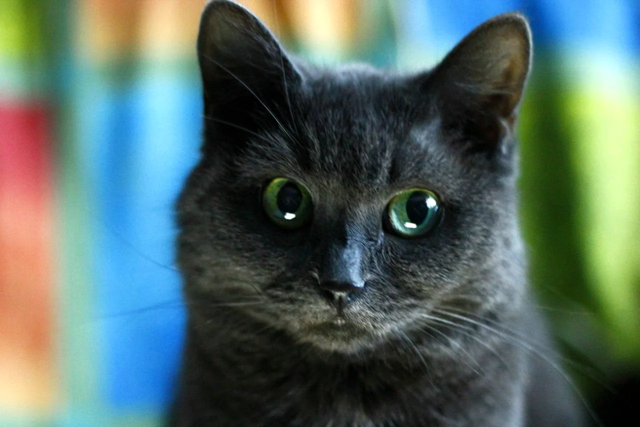 Охос азулес кошка с голубыми глазами черная