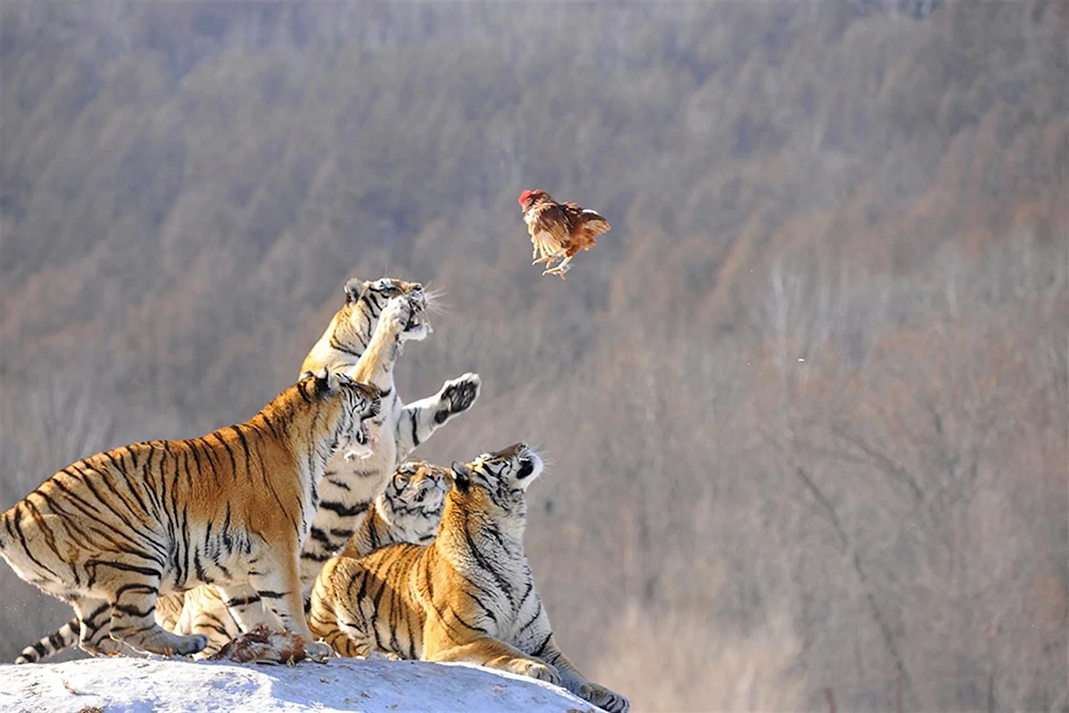 Охота Амурского тигра