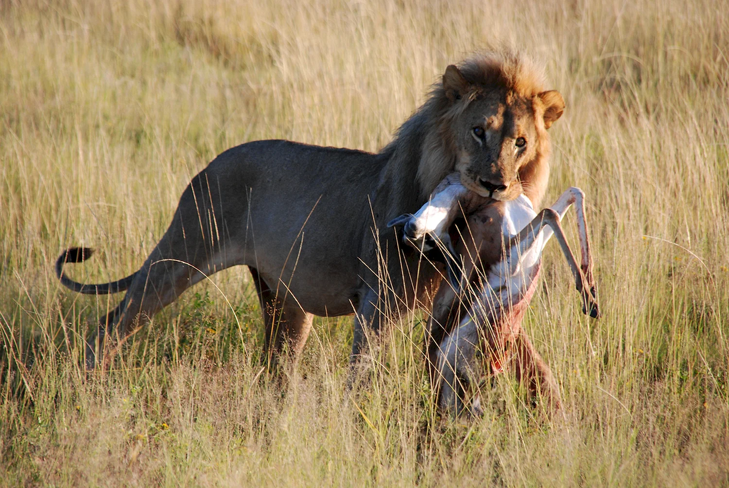 Охота Львов в дикой природе Африки