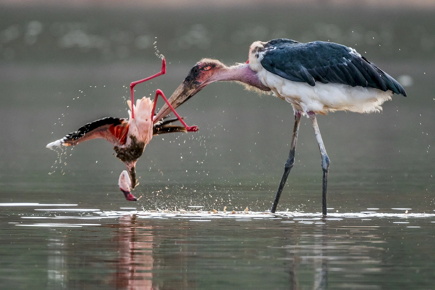 Охота Марабу на Фламинго