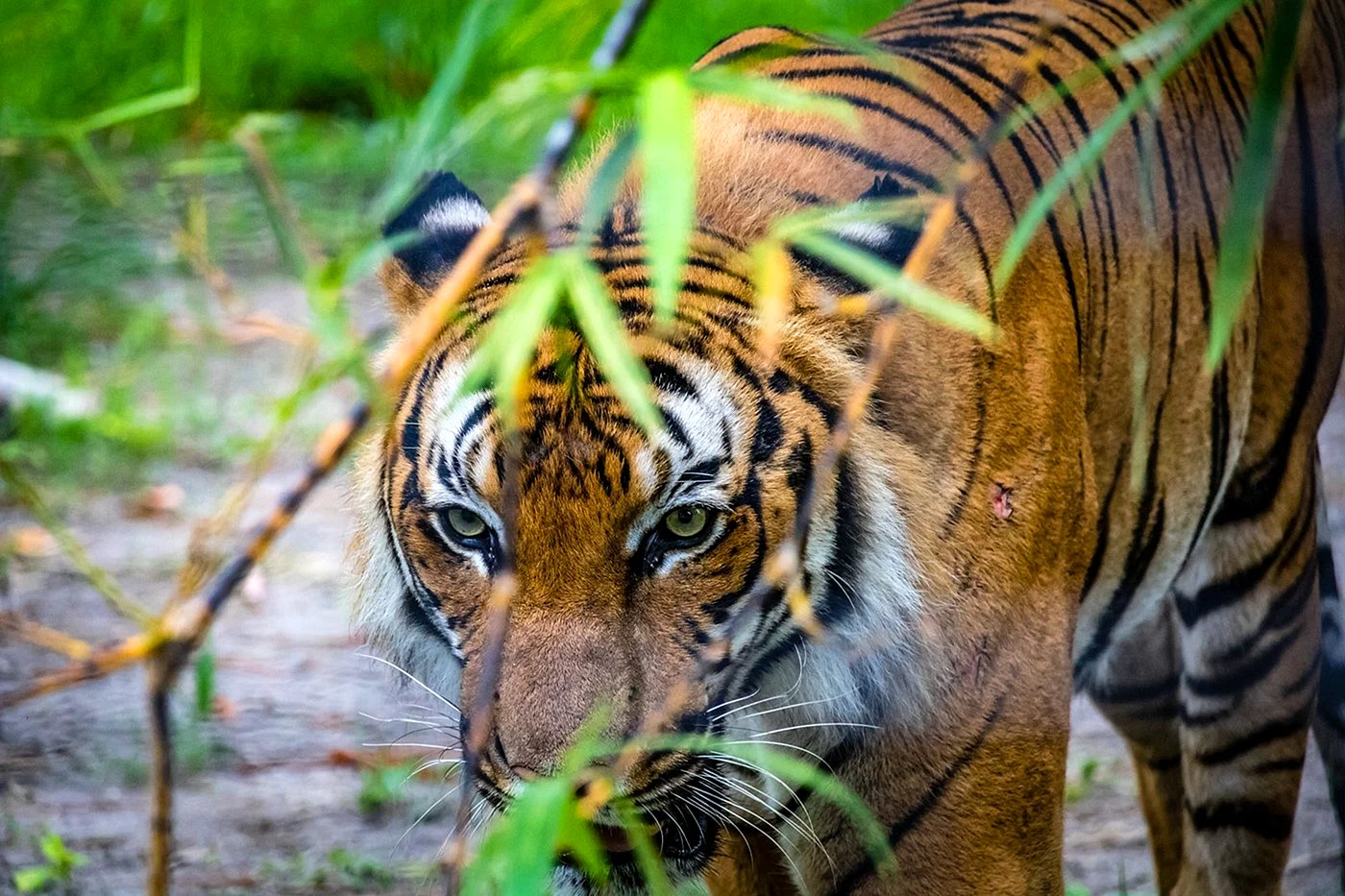 Охота на тигра