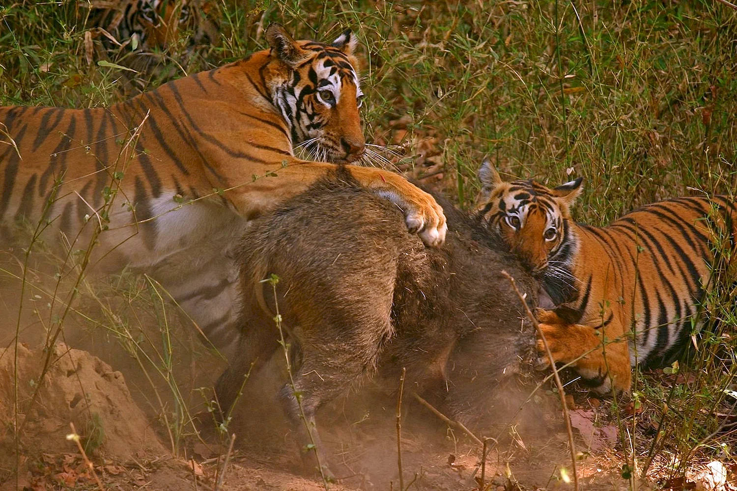 Охота Уссурийского тигра на Кабанов