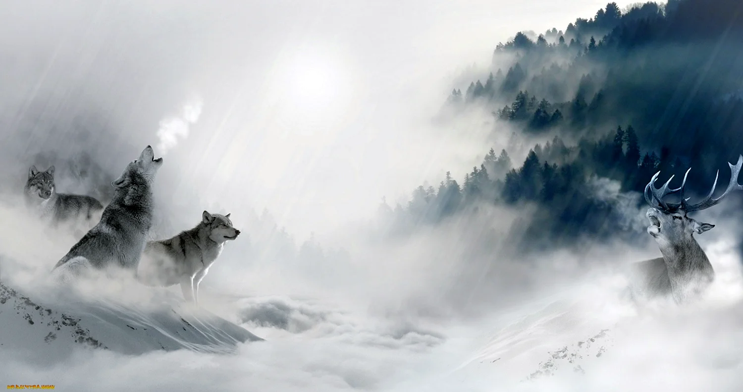 Охота Волков на оленя