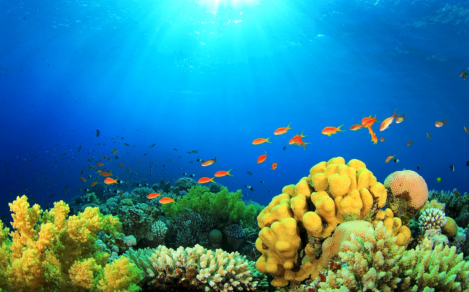 Окинава коралловые рифы