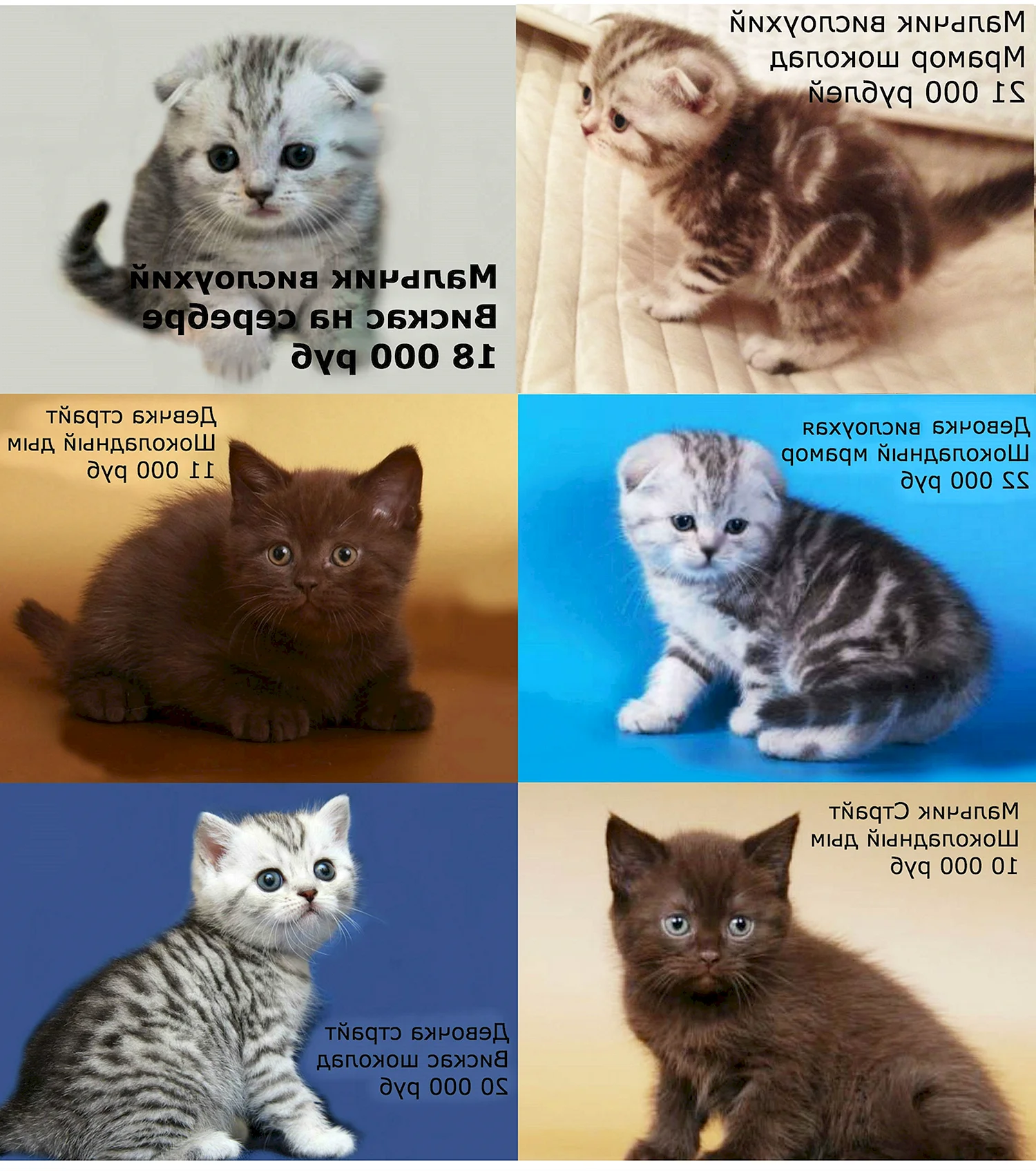 Окрасы шотландских котят с названиями