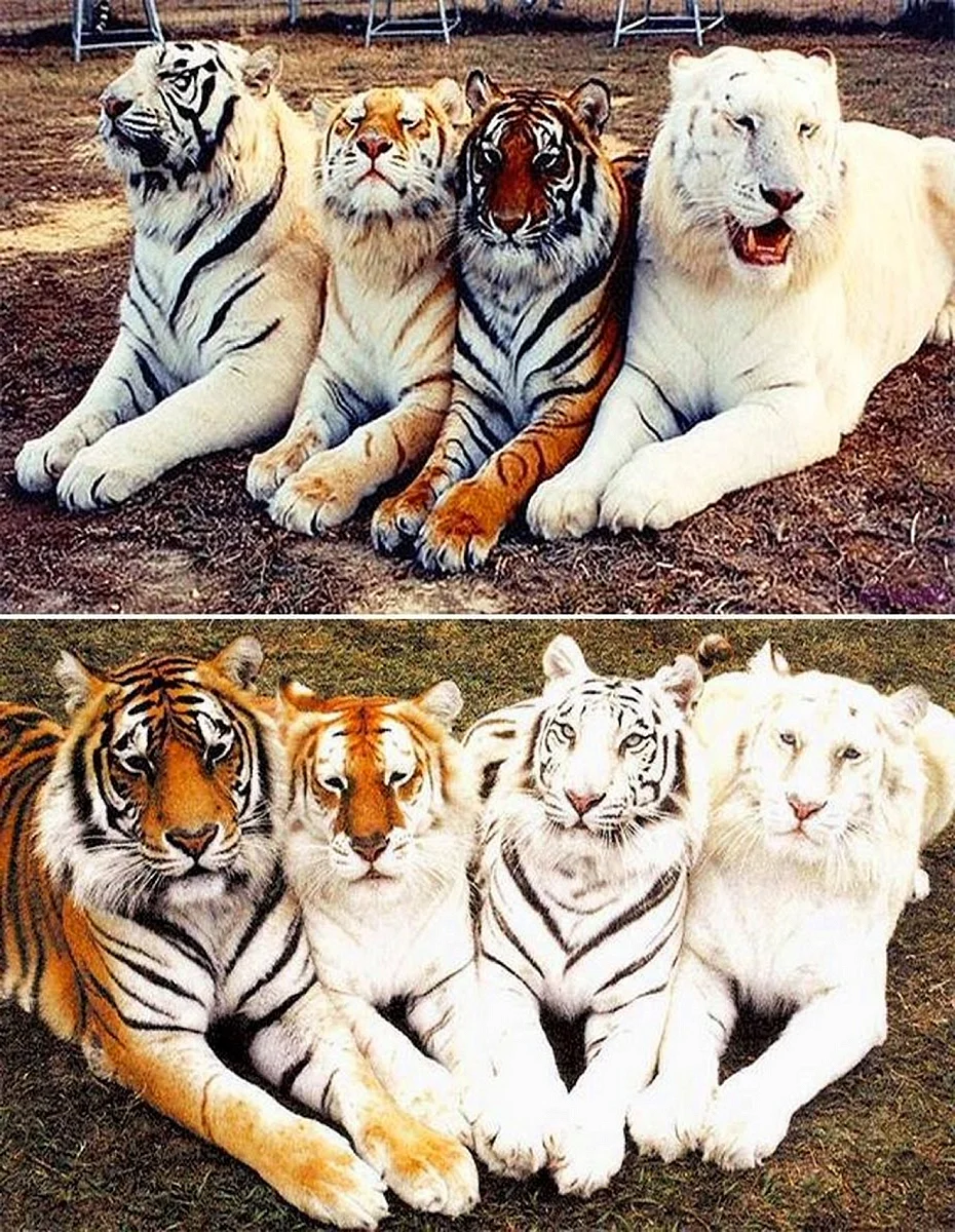 Окрасы тигров