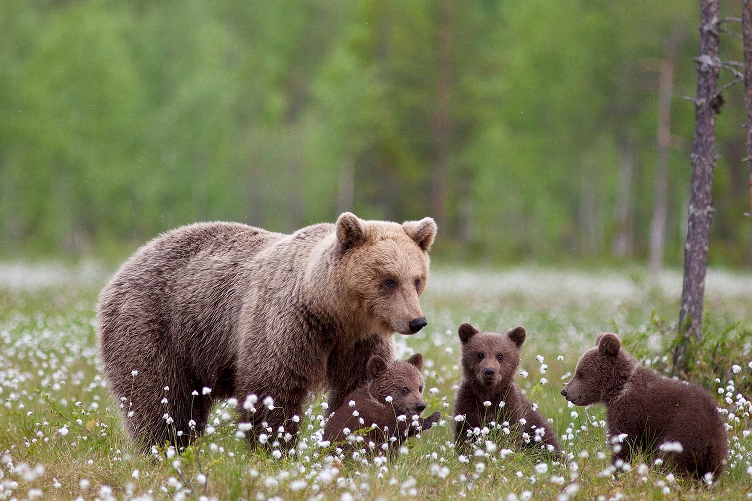 Олёкминский заповедник бурый медведь