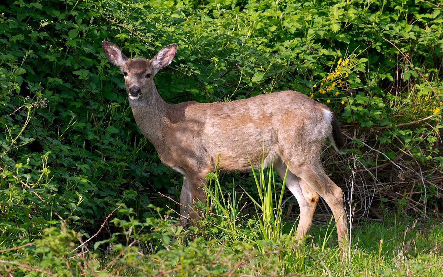 Олениха Deer