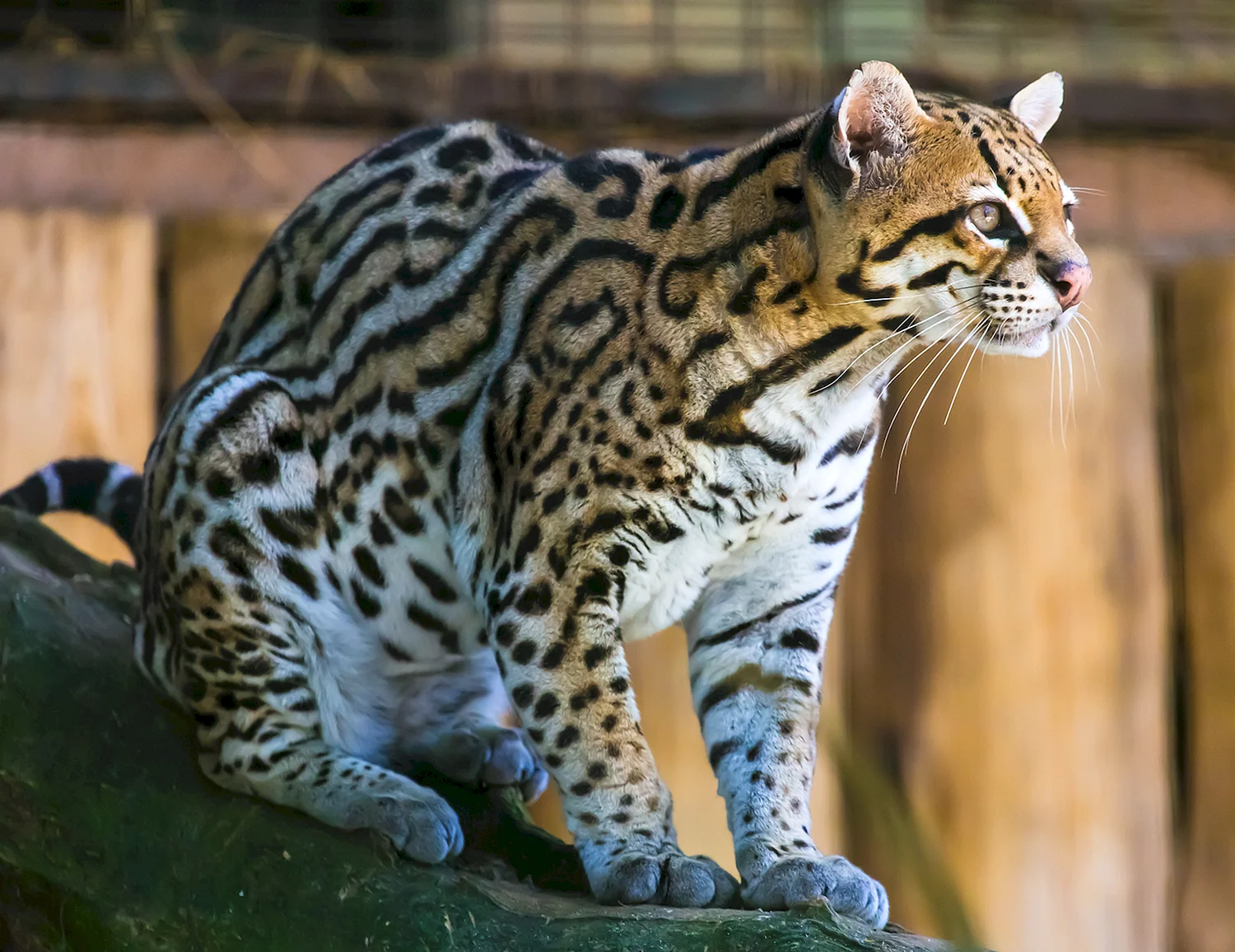 Онцилла тигровая кошка
