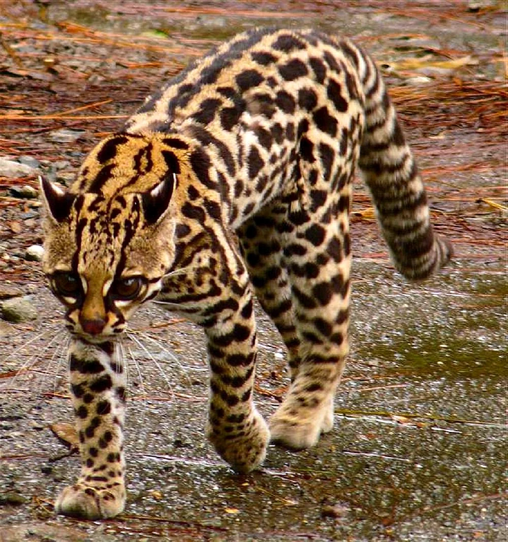 Онцилла тигровая кошка