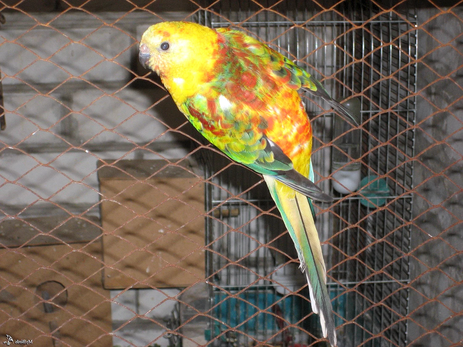 Опалиновый певчий попугай