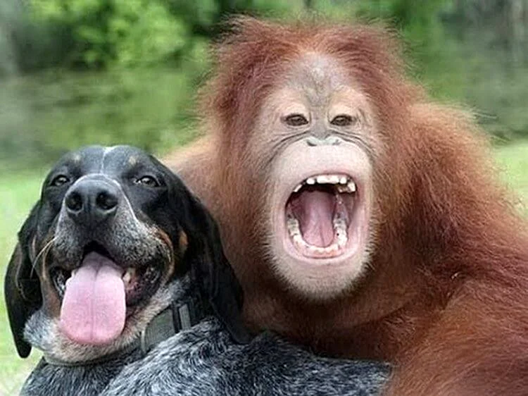 Орангутан Сурия и собака Роско