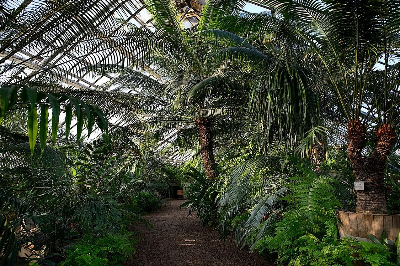 Оранжерея ботанического сада СПБ